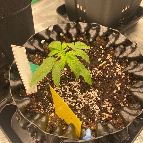 Tangerine Dream Auto growlog photo: Tangi 