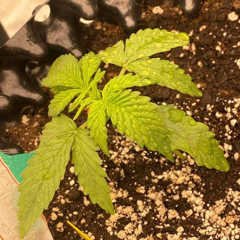 Tangerine Dream Auto growlog photo: Tangi 