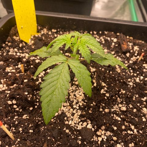 Papaya Cookies Auto (FastBuds) growlog photo: Palina (eingesprüht Vita Race)