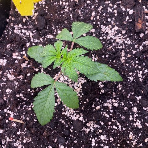 Papaya Cookies Auto (FastBuds) growlog photo: Palina (eingesprüht Vita Race)