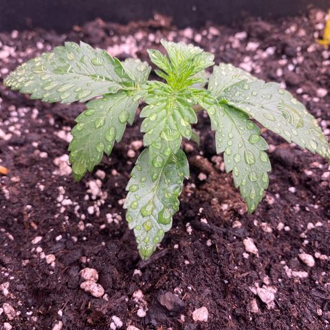 Papaya Cookies Auto (FastBuds) growlog photo: Pa-Trisha ( VitaRace ) 