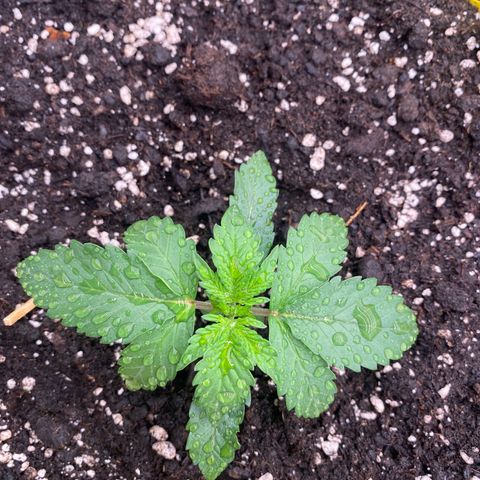Papaya Cookies Auto (FastBuds) growlog photo: Pa-Trisha ( VitaRace ) 