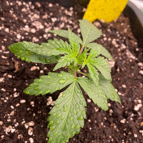 Papaya Cookies Auto (FastBuds) growlog photo: Medina ( Vita Race )