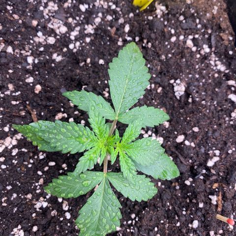 Papaya Cookies Auto (FastBuds) growlog photo: Medina ( Vita Race )