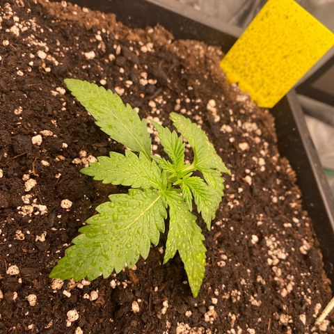 Blackberry Auto ( FastBuds ) growlog photo: Karla (VitaRace) 