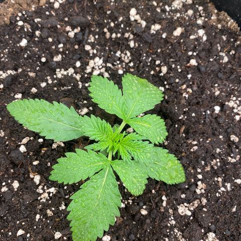 Blackberry Auto ( FastBuds ) growlog photo: Karla (VitaRace) 