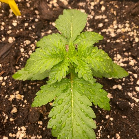 Blackberry Auto ( FastBuds ) growlog photo: Lana ( Vita Race )