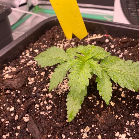 Blackberry Auto ( FastBuds ) growlog photo: Lana ( Vita Race )