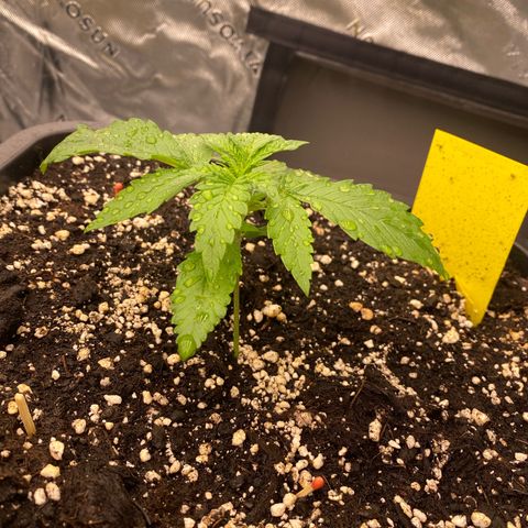 Blackberry Auto ( FastBuds ) growlog photo: Leonie (Vita Race)