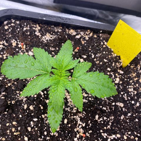 Blackberry Auto ( FastBuds ) growlog photo: Leonie (Vita Race)
