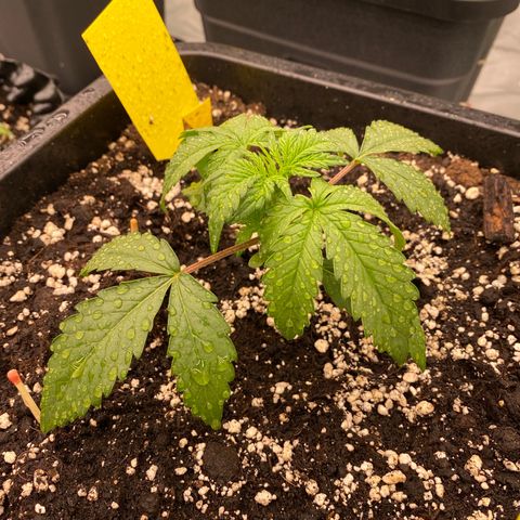 Papaya Cookies Auto (FastBuds) growlog photo: Palina