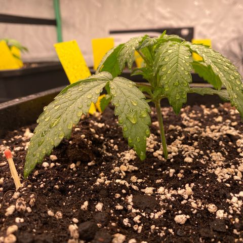 Papaya Cookies Auto (FastBuds) growlog photo: Palina