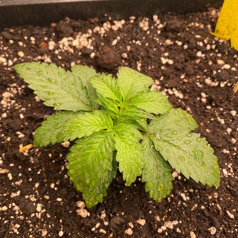 Papaya Cookies Auto (FastBuds) growlog photo: Pa-Trisha