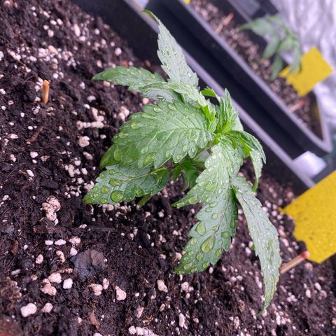Papaya Cookies Auto (FastBuds) growlog photo: Pa-Trisha