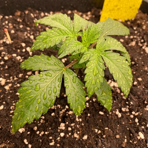 Papaya Cookies Auto (FastBuds) growlog photo: Medina 