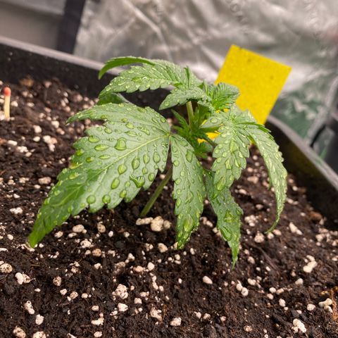 Papaya Cookies Auto (FastBuds) growlog photo: Medina 