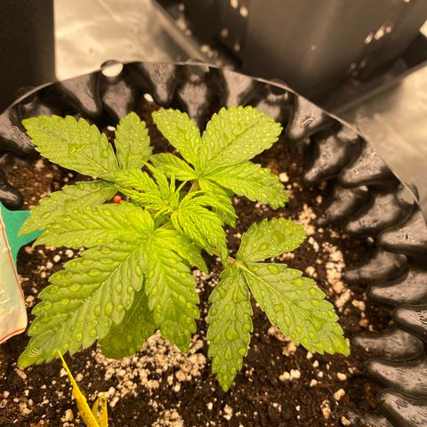 Tangerine Dream Auto growlog timeline photo