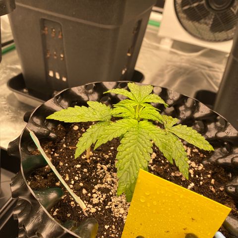 Tangerine Dream Auto growlog timeline photo