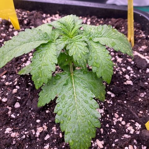 Blackberry Auto ( FastBuds ) growlog photo: Lana