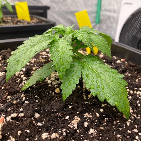 Blackberry Auto ( FastBuds ) growlog photo: Lana