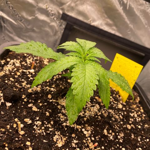 Blackberry Auto ( FastBuds ) growlog photo: Leonie