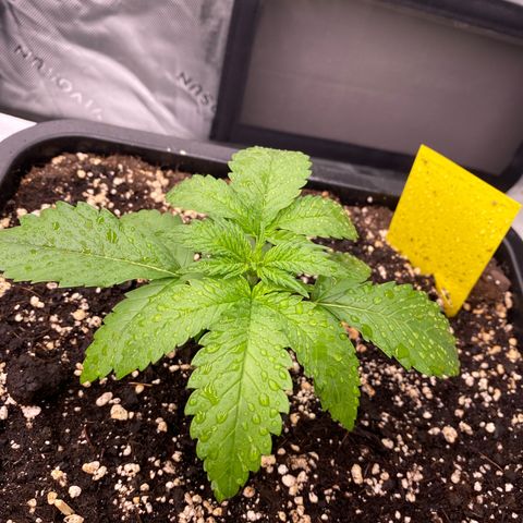 Blackberry Auto ( FastBuds ) growlog photo: Leonie