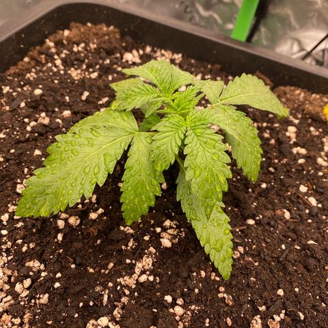 Blackberry Auto ( FastBuds ) growlog photo: Karla