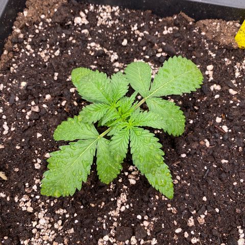 Blackberry Auto ( FastBuds ) growlog photo: Karla