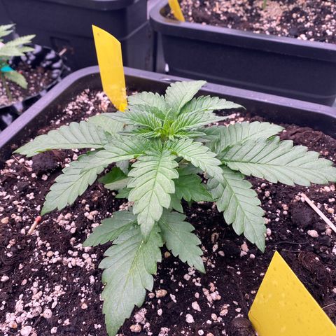 Blackberry Auto ( FastBuds ) growlog photo: Lana