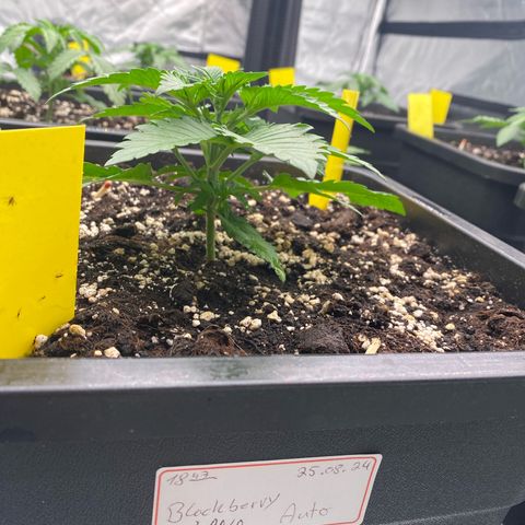 Blackberry Auto ( FastBuds ) growlog photo: Lana