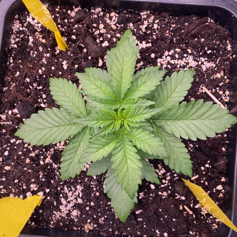 Blackberry Auto ( FastBuds ) growlog photo: Lana