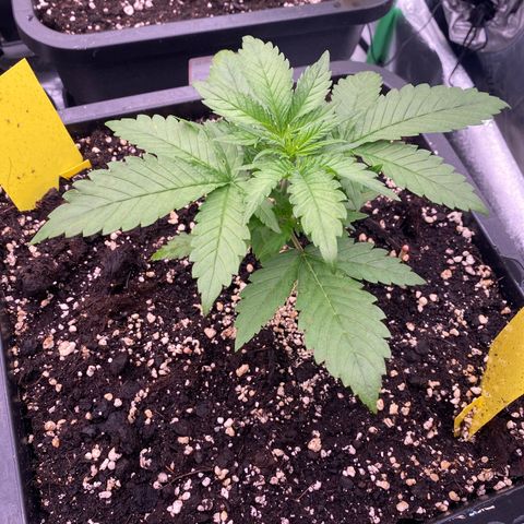 Blackberry Auto ( FastBuds ) growlog photo: Leonie