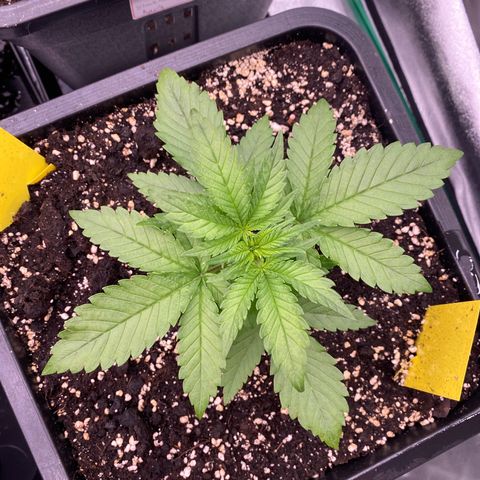 Blackberry Auto ( FastBuds ) growlog photo: Leonie