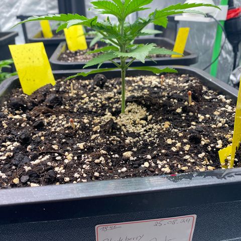 Blackberry Auto ( FastBuds ) growlog photo: Leonie