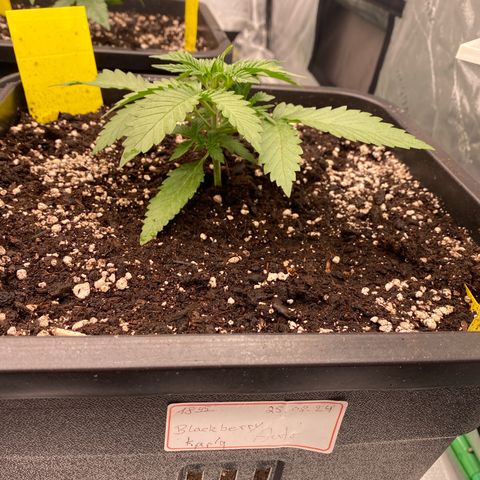 Blackberry Auto ( FastBuds ) growlog photo: Karla 