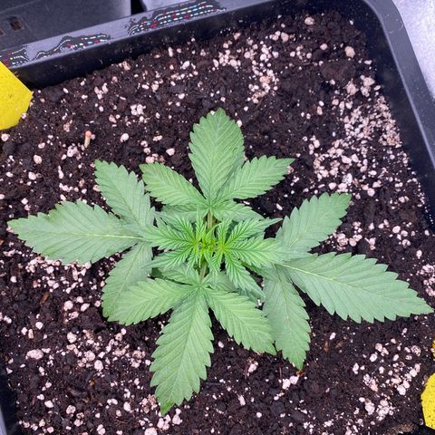 Blackberry Auto ( FastBuds ) growlog photo: Karla 