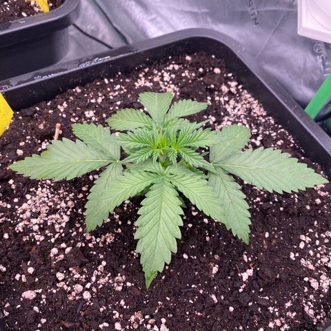 Blackberry Auto ( FastBuds ) growlog photo: Karla 