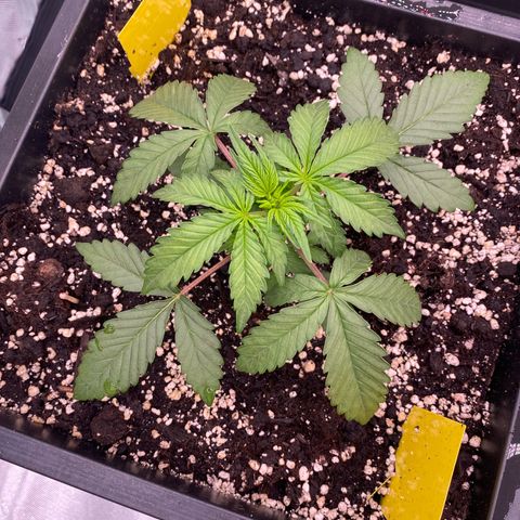 Papaya Cookies Auto (FastBuds) growlog photo: Palina 