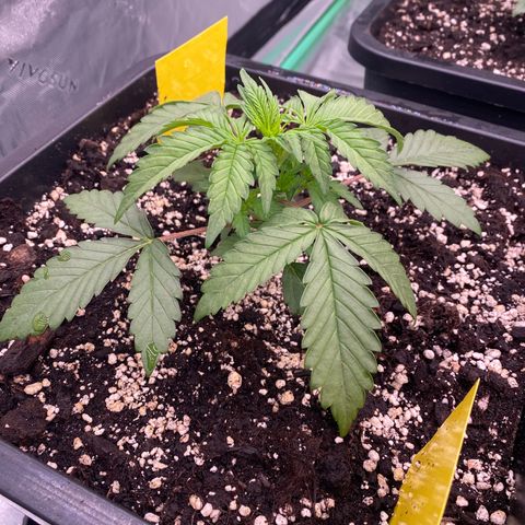 Papaya Cookies Auto (FastBuds) growlog photo: Palina 