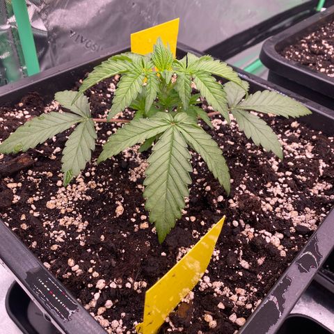 Papaya Cookies Auto (FastBuds) growlog photo: Palina 
