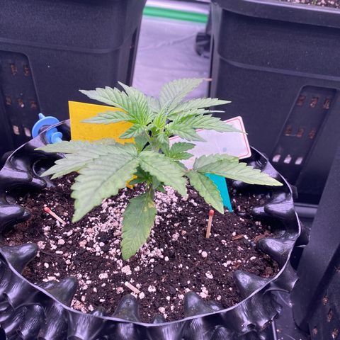 Tangerine Dream Auto growlog photo: Tangiii 