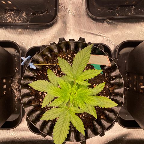 Tangerine Dream Auto growlog photo: Tangiii 