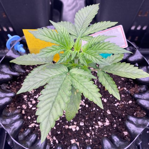 Tangerine Dream Auto growlog photo: Tangiii 