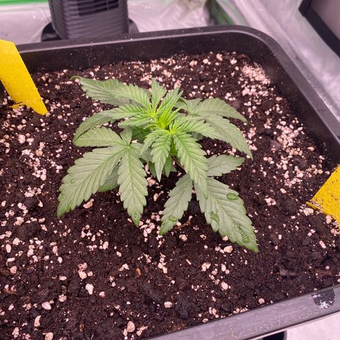 Papaya Cookies Auto (FastBuds) growlog photo: Medina 