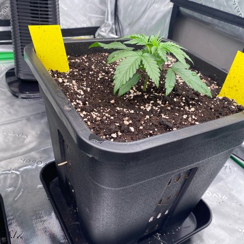 Papaya Cookies Auto (FastBuds) growlog photo: Medina 