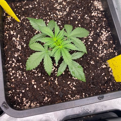 Papaya Cookies Auto (FastBuds) growlog photo: Medina 