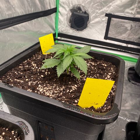 Papaya Cookies Auto (FastBuds) growlog photo: Pa-Trisha 