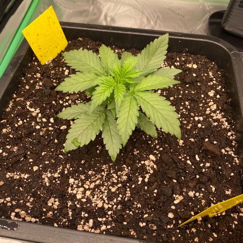 Papaya Cookies Auto (FastBuds) growlog photo: Pa-Trisha 