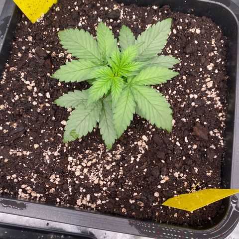 Papaya Cookies Auto (FastBuds) growlog photo: Pa-Trisha 