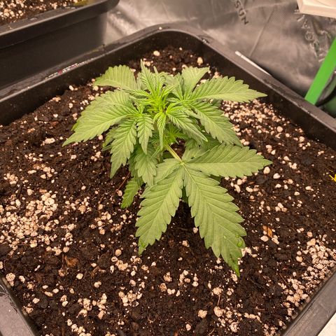Blackberry Auto ( FastBuds ) growlog photo: Karla